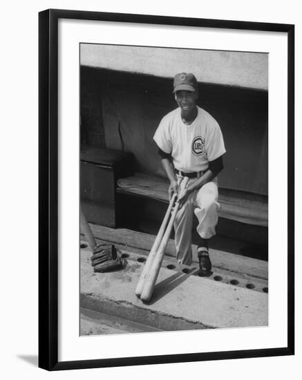 Chicago Cub's Ernie Banks, Stooping in the Dug-Out Holding Two Bats Against Cincinnati Reds-John Dominis-Framed Premium Photographic Print