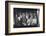 Chicago Fans Cheer White Sox at Comiskey Park-Michael Rougier-Framed Photographic Print