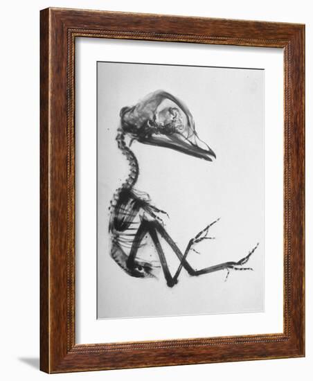 Chick Embryo Being Enlarged from Twice It's Size-Al Fenn-Framed Photographic Print