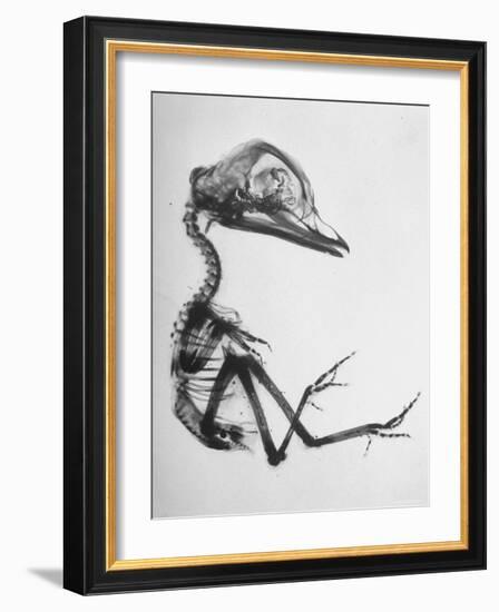 Chick Embryo Being Enlarged from Twice It's Size-Al Fenn-Framed Photographic Print