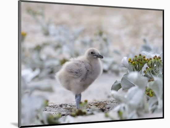 Chick of Falkland Skua.-Martin Zwick-Mounted Photographic Print