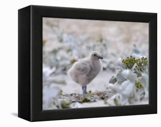 Chick of Falkland Skua.-Martin Zwick-Framed Premier Image Canvas