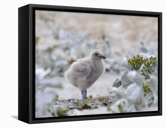 Chick of Falkland Skua.-Martin Zwick-Framed Premier Image Canvas