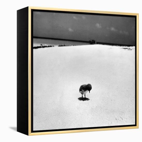 Chick on Beach Waits for Parents to Return From Their Daily Hunting, on the Great Barrier Reef-Fritz Goro-Framed Premier Image Canvas