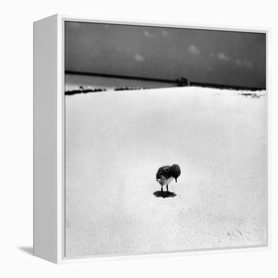 Chick on Beach Waits for Parents to Return From Their Daily Hunting, on the Great Barrier Reef-Fritz Goro-Framed Premier Image Canvas