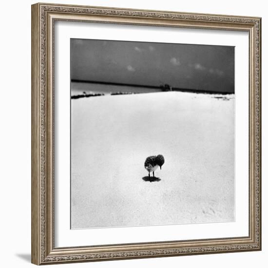 Chick on Beach Waits for Parents to Return From Their Daily Hunting, on the Great Barrier Reef-Fritz Goro-Framed Photographic Print