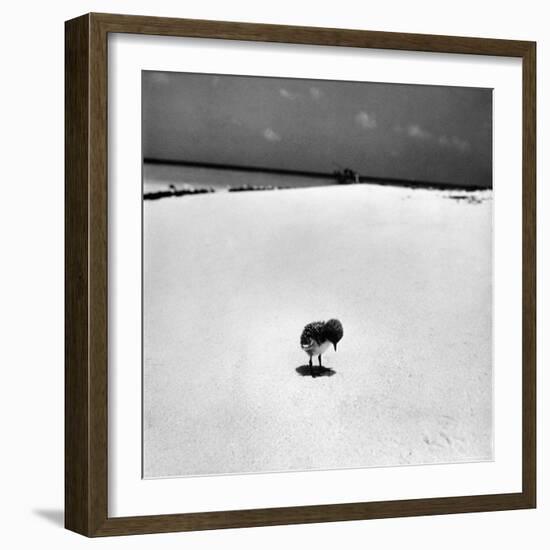 Chick on Beach Waits for Parents to Return From Their Daily Hunting, on the Great Barrier Reef-Fritz Goro-Framed Photographic Print