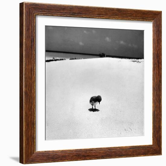 Chick on Beach Waits for Parents to Return From Their Daily Hunting, on the Great Barrier Reef-Fritz Goro-Framed Photographic Print