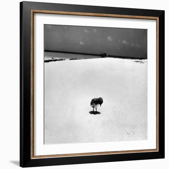 Chick on Beach Waits for Parents to Return From Their Daily Hunting, on the Great Barrier Reef-Fritz Goro-Framed Photographic Print