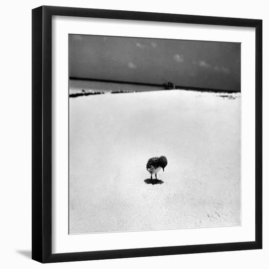 Chick on Beach Waits for Parents to Return From Their Daily Hunting, on the Great Barrier Reef-Fritz Goro-Framed Photographic Print