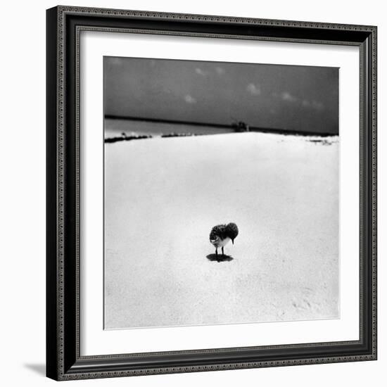 Chick on Beach Waits for Parents to Return From Their Daily Hunting, on the Great Barrier Reef-Fritz Goro-Framed Photographic Print