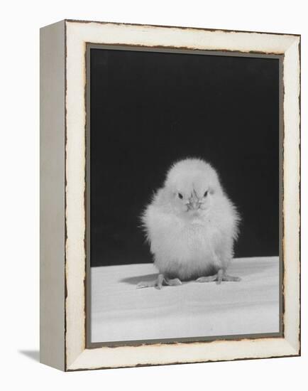 Chick Posing for the Camera-null-Framed Premier Image Canvas