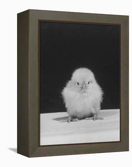 Chick Posing for the Camera-null-Framed Premier Image Canvas