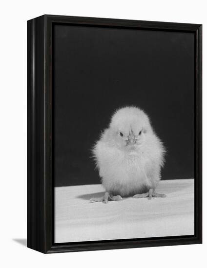 Chick Posing for the Camera-null-Framed Premier Image Canvas