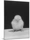 Premium Photographic Print