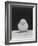 Chick Posing for the Camera-null-Framed Photographic Print