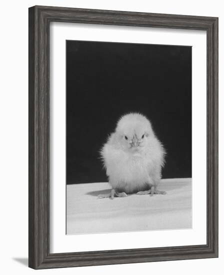 Chick Posing for the Camera-null-Framed Photographic Print