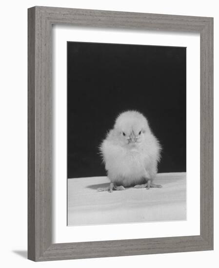 Chick Posing for the Camera-null-Framed Photographic Print