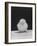 Chick Posing for the Camera-null-Framed Photographic Print