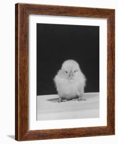 Chick Posing for the Camera-null-Framed Photographic Print