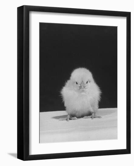 Chick Posing for the Camera-null-Framed Photographic Print