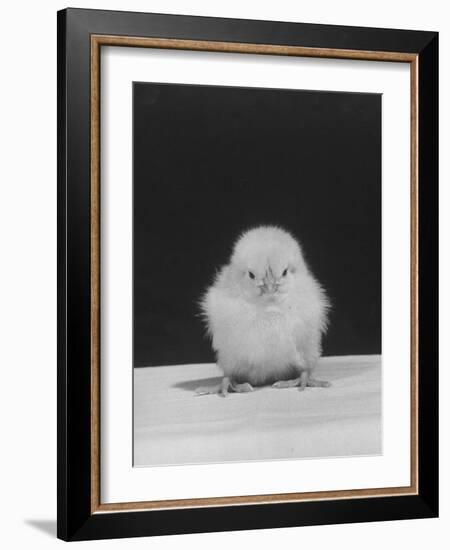 Chick Posing for the Camera-null-Framed Photographic Print