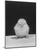 Chick Posing for the Camera-null-Mounted Photographic Print