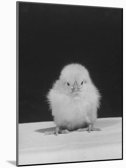 Chick Posing for the Camera-null-Mounted Photographic Print
