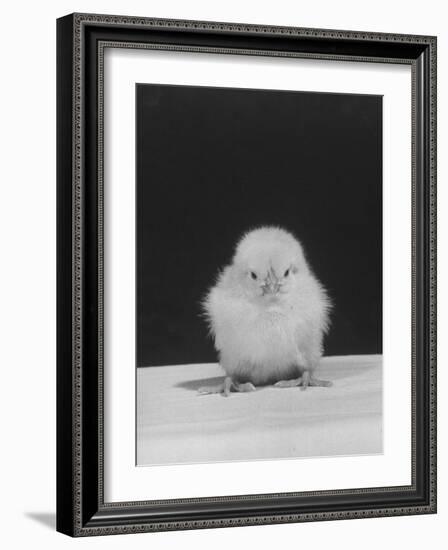 Chick Posing for the Camera-null-Framed Photographic Print