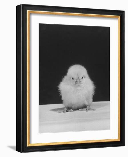 Chick Posing for the Camera-null-Framed Photographic Print