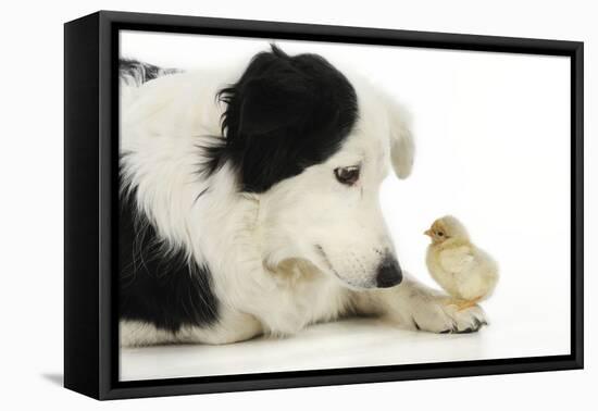 Chick Sitting on Border Collies Paw-null-Framed Premier Image Canvas