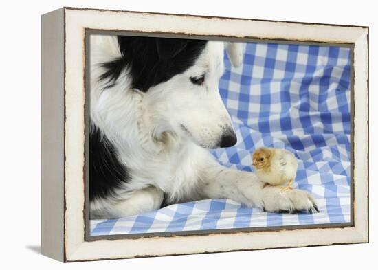 Chick Sitting on Border Collies Paw-null-Framed Premier Image Canvas