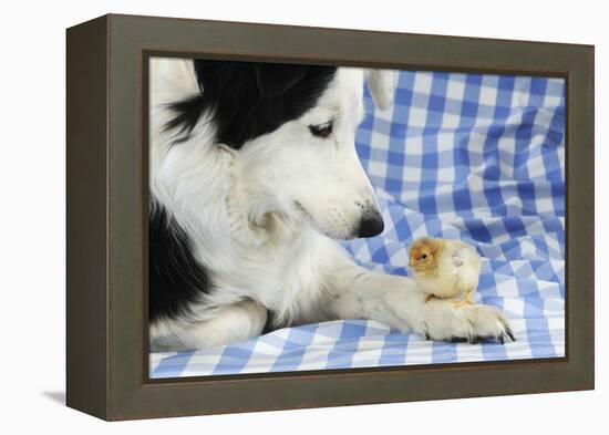 Chick Sitting on Border Collies Paw-null-Framed Premier Image Canvas