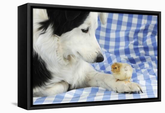 Chick Sitting on Border Collies Paw-null-Framed Premier Image Canvas