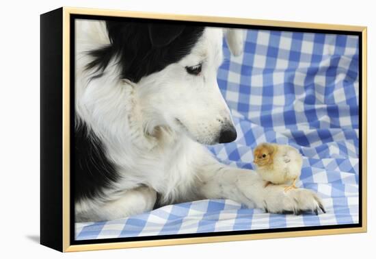 Chick Sitting on Border Collies Paw-null-Framed Premier Image Canvas