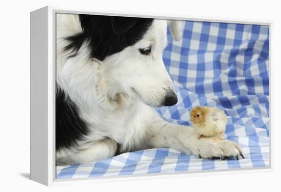 Chick Sitting on Border Collies Paw-null-Framed Premier Image Canvas