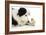 Chick Sitting on Border Collies Paw-null-Framed Photographic Print