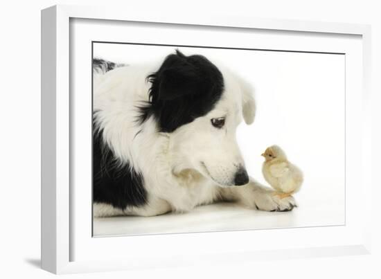 Chick Sitting on Border Collies Paw-null-Framed Photographic Print