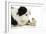 Chick Sitting on Border Collies Paw-null-Framed Photographic Print