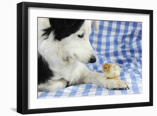 Chick Sitting on Border Collies Paw-null-Framed Photographic Print