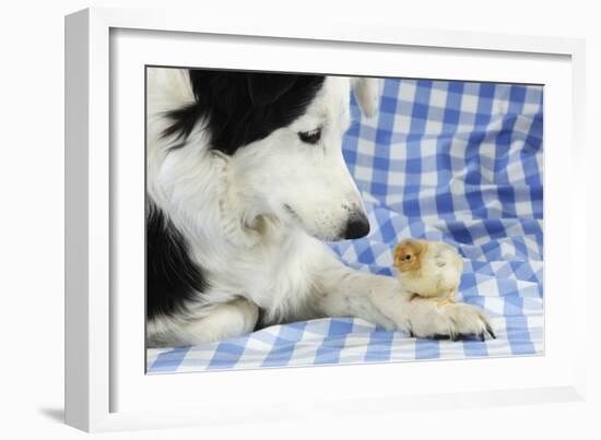 Chick Sitting on Border Collies Paw-null-Framed Photographic Print