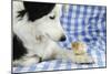 Chick Sitting on Border Collies Paw-null-Mounted Photographic Print