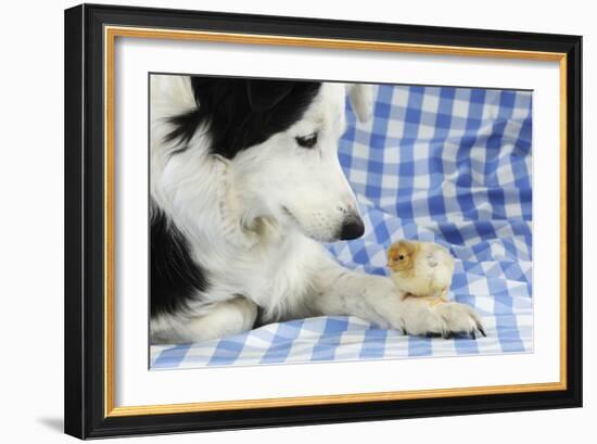 Chick Sitting on Border Collies Paw-null-Framed Photographic Print