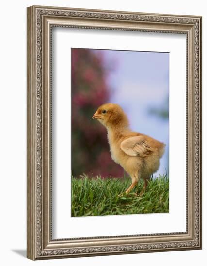 Chick-DLILLC-Framed Photographic Print