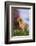 Chick-DLILLC-Framed Photographic Print