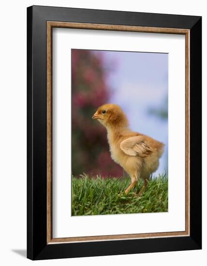 Chick-DLILLC-Framed Photographic Print