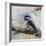 Chickadee 1-Renee Gould-Framed Giclee Print