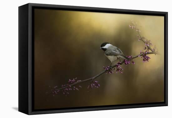 Chickadee in the Golden Light-Jai Johnson-Framed Premier Image Canvas