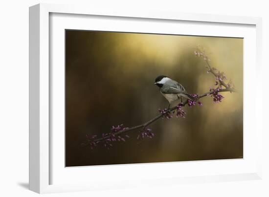 Chickadee in the Golden Light-Jai Johnson-Framed Giclee Print