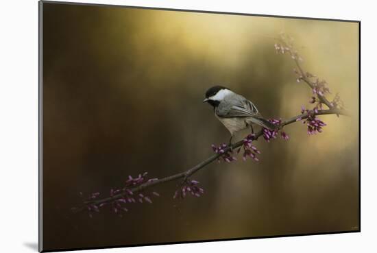 Chickadee in the Golden Light-Jai Johnson-Mounted Giclee Print